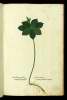  Fol. 263 

Herba Parisseptemfolior:
Herba Paris heptaphyllon
Slanum monococcum
Aconito pardalianchi congener